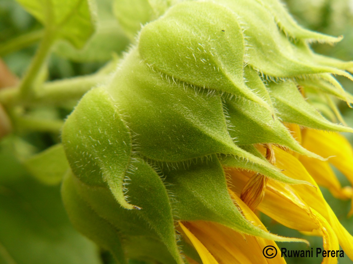 Helianthus annuus L.